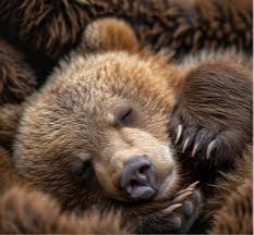 Brown bears appear in residential areas